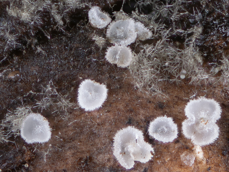 Hamatocanthoscypha laricionis